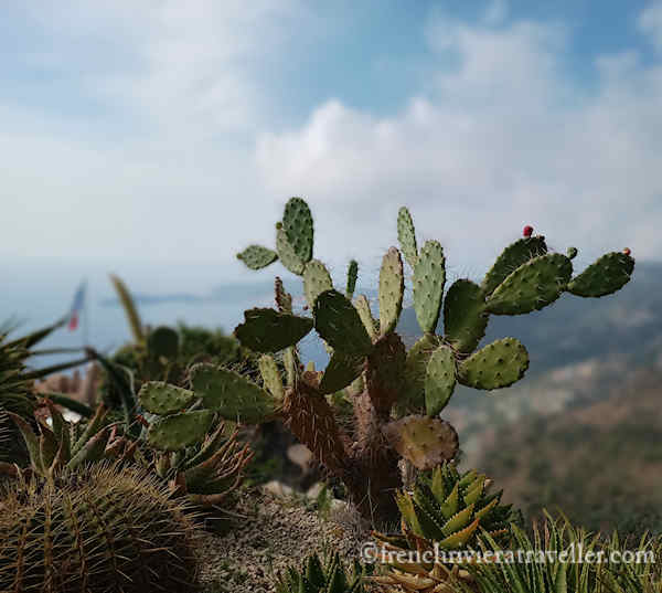Cactus from Jardin Exotique, Eze