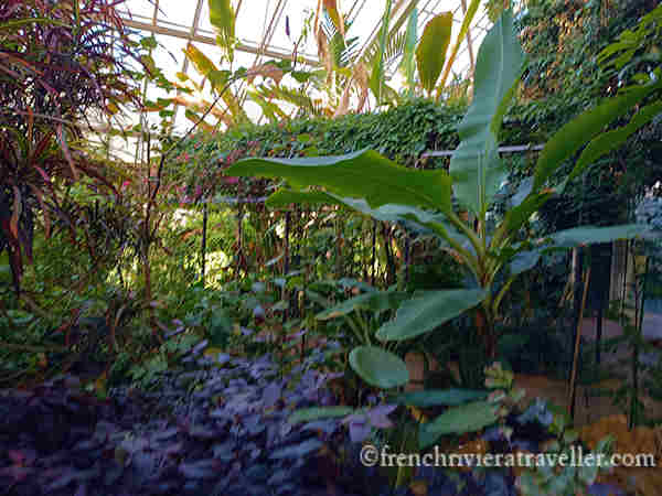 Greenhouse at Parc Phoenix