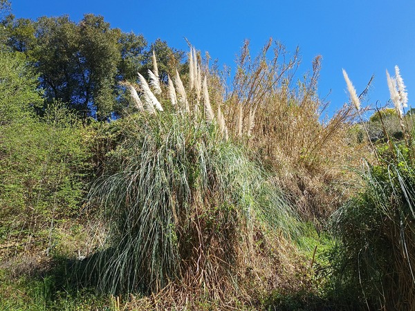 willows